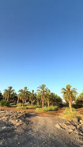 عن سعد ابن أبي وقاص رضي الله عنه  آن رسول الله صل الله عليه وسلم  قال مَن أكل  سَبْعِ تَمَراتٍ مما بين لا بتيها حين يصبح  ، لَمْ يَضُرَّهُ  سُمٌّ، حتى يمسي #اكسلبورر_explore #المدينة_المنوره #مزارع #العالية#تمور 