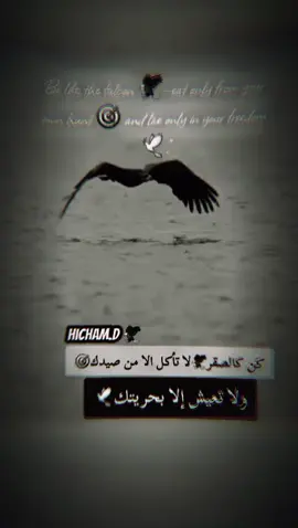 كن كالصقر 🦅لا تأكل الا من صيدك 🎯ولا تعيش إلا بحريتك 🕊#🔥🔥🔥 #🔥 #كلمات #أقوال_حقيقة #إكسبلور #🇲🇦🇩🇿🇹🇳👑 