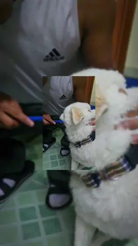 Time For Fresh White Teeth  #dog #doglover  #nyc  #kathmandu @LakpiïDolmâ 🌙 