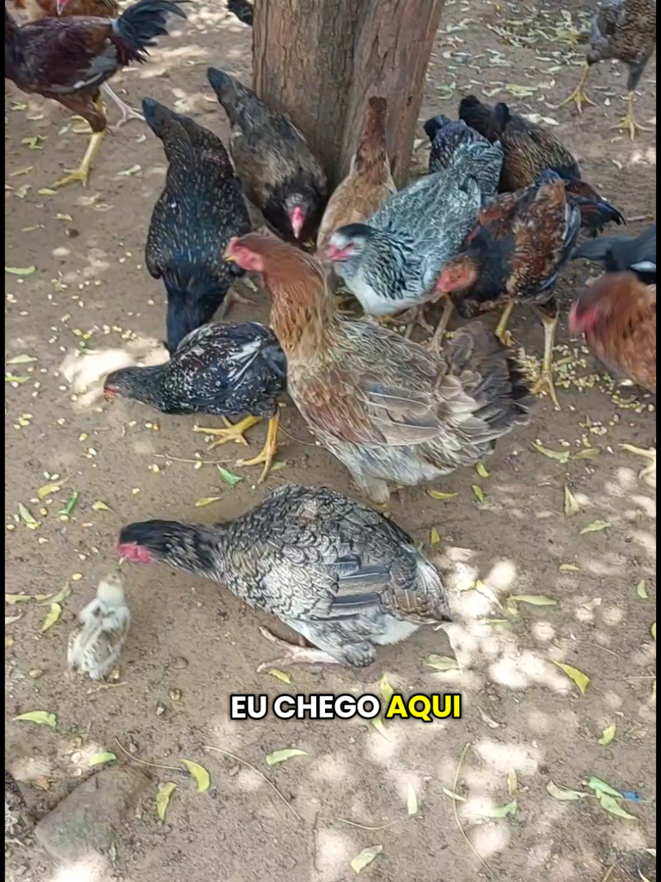pergunta mas besta🤣🤣🤭#galinhas #galinhascaipiras #memestiktok #meme 