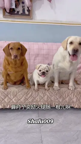 #粉丝一千万#pet#pets#cute#funny#viral#dog#funnydog#funnyvideos#foryou#IoI#fyp#fypシ゚ 