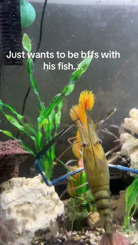 Captured :/ #fypシ #aquarium #prawn #seafood #freshwater #silly #silly #loweffort #shrimptok #bff #eatyourvegetables #fypシ #lububu #PetsOfTikTok #weirdpets 