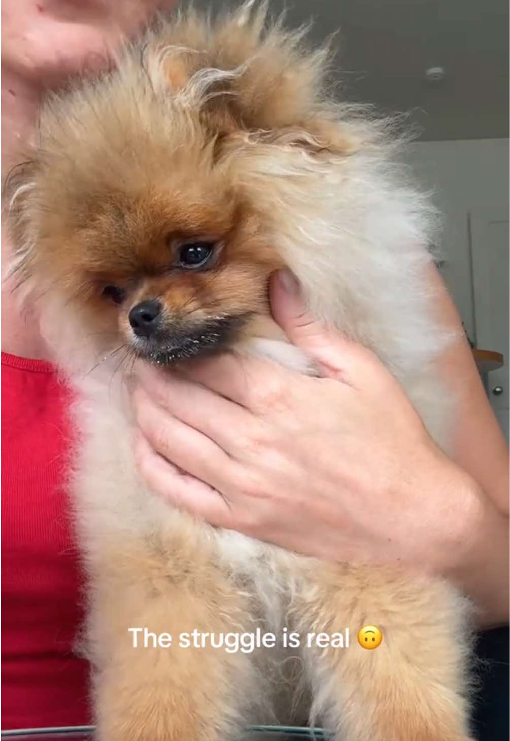 Teeth brushing time 🙂😒🦷 #Pomeranian #CutePuppy #Dogsoftiktok #puppylove #PomPuppy #fyp #doggrooming 