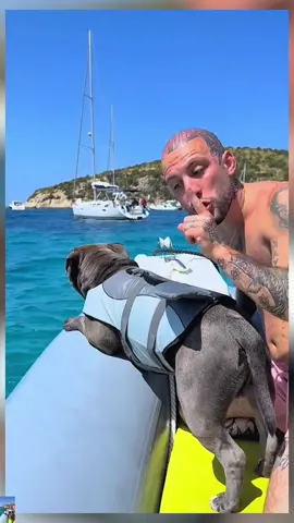Dad, what are you doing ? 🤣🤣 #pet #dog #cute #baby #PetsOfTikTok #dogsofttiktok 