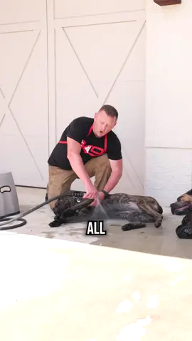 In this video, I break down the dangerous mistakes dog owners make when trying to stop heatstroke! Want to learn how to make your dog listen to you every time? Check out the full episode on our YouTube Channel: LINK IN BIO Also, check out DIYK9.com for all of our courses, recommendations, links, and more. #DogTrainingTips #DogHeatstroke #DIYK9 #DogSafety