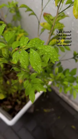 #الحمدلله_دائماً_وابداً #explore #اكسبلور #photo #سبحان_الله_وبحمده_سبحان_الله_العظيم 