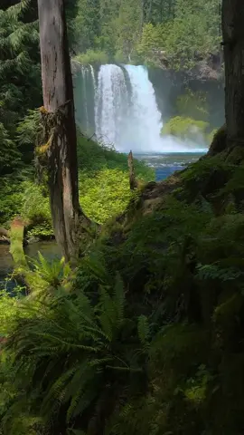 Coming around the bend, the forest opens to reveal a majestic waterfall cascading into the canyon ahead. Framed perfectly by two tall trees, vibrant ferns, and lush green undergrowth, the scene feels like a hidden portal into a world untouched—wild and full of wonder 🤩 