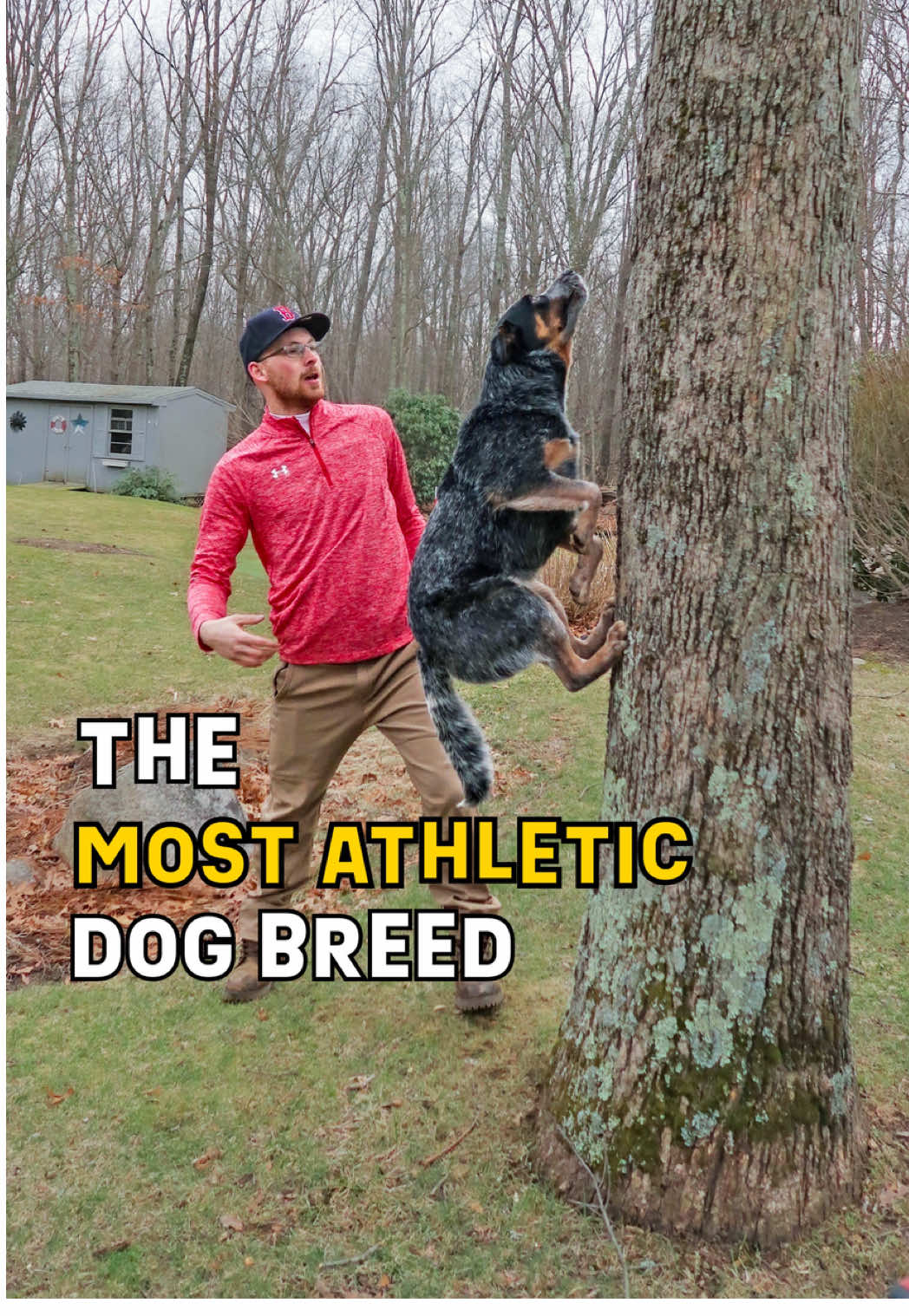 What do you think is the most athletic dog breed? I think cattle dogs rank in the top 5 for sure 😀! • • #blueheeler #australiancattledog #DogTraining #dogtricks #dogs 