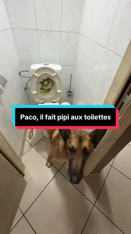 #bergermalinois #berger #pourtoi #DressageChien #k9 Paco. Il fait pipi aux toilettes.