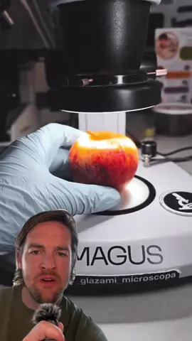 Creature critters live on top of your apple #microscope #apple #fyp #foryou #foryoupage 