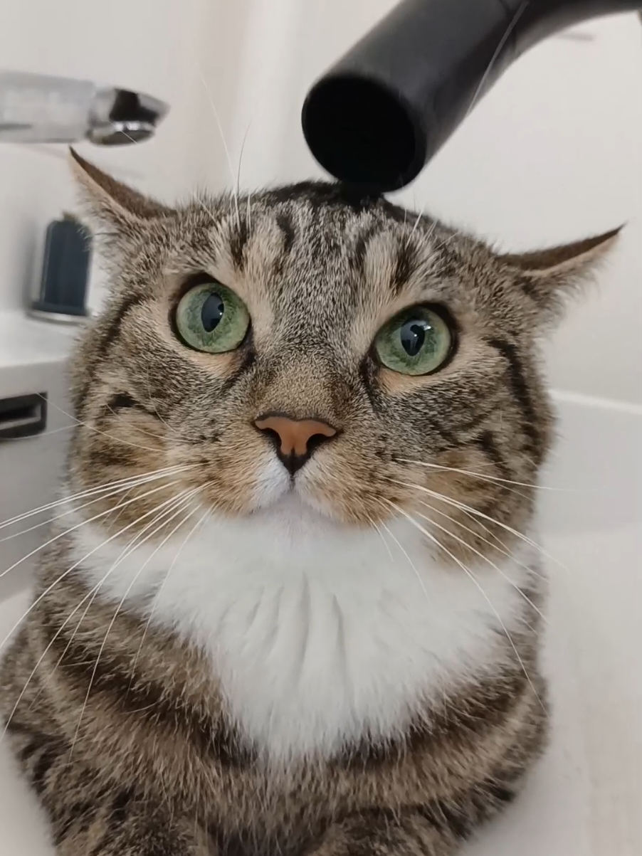 trop beau avec sa grosse tête et ses gros yeux mon Saco #chat #yeux #tete #beau 