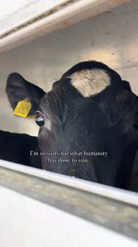 I’m so sorry for what humanity has done to you. I took this video of a young dairy cow being taken into a slaughterhouse. As soon as female cows are seen as no longer profitable, usually around 4 or 5 years old, they are sent for slaughter for cheap meat. Choose compassion instead, and buy plant-based products. You can be vegan and save these animals from being exploited and slaughtered. #vegan #cows #cow #milk #dairy #cheese #butter #yoghurt #plantbased #dairyfree #meatfree #slaughterhouse #abbatoir 