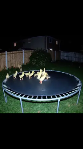 I just checked my home security camera and caught these guys on the trampoline… glad they’re enjoying! LOL @Ring #duckling #ringdoorbell #ring #ducklings #trampoline 