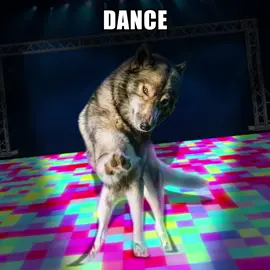 EVACUATE THE DANCE WOLP 🪩🐺 #wolpwednesday #wolf #wolves #edit #fyp #aftereffects 