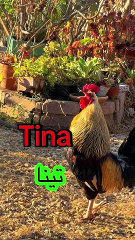 🐔🐔🐔Tina🐔🐔🐔🐔🐔🐔🐔Roo’s calling you💚🐔🐔🐔🐔🐔🐔🐔🐔🐔🐔#tina #تينا #funvideo #rooster #funnymeme 