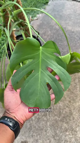 Is This the Secret to Thriving Houseplants? TikTok Shop Fertilizer Review! #plantsoftiktok #plants #houseplants #fertilizer #tiktokshopreview #gardening #gardentok #tiktokmademebuyit 