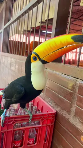 Tucán #tukituki #tucan #beniboliva💚🇧🇴 #bolivia #beni #amazonasbolivia🇧🇴 #avesamazonicas #foryou #tiktok #paratii #fyp 