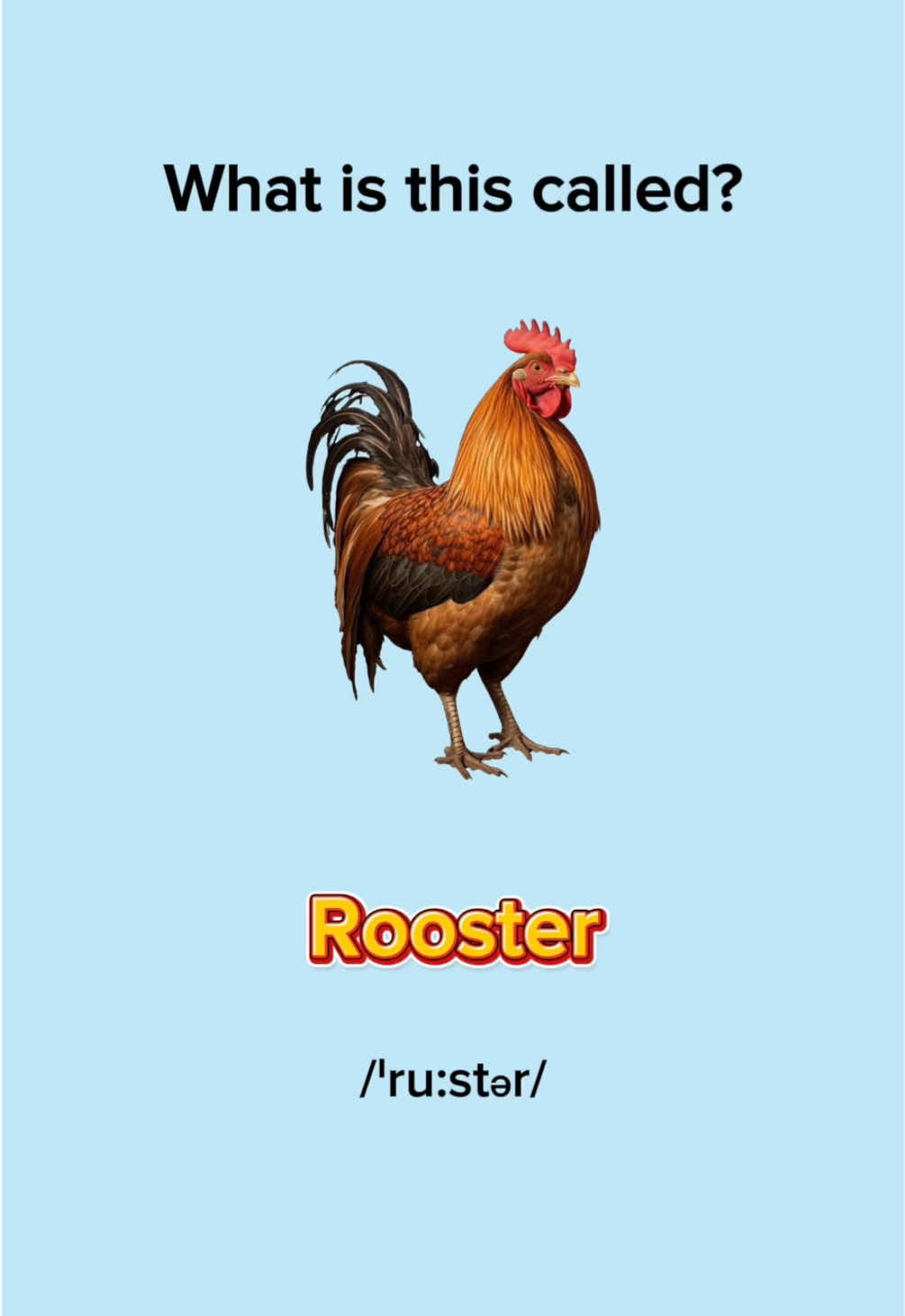 Birds in English 🦢 #LearnEnglish #EnglishLesson #EnglishPractice #EnglishVocabulary #EnglishWords #EnglishQuiz #EnglishGrammar #ImproveYourEnglish #englishtiktok #EduTok #EnglishMinute