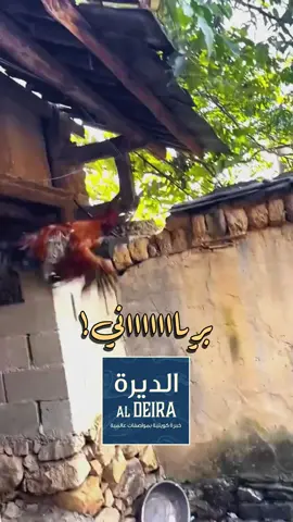 برياني دياي ب ١١ دينار اطلب الحين #مجبوس_لحم #ماما_مريم #مموش🥰 #الافنيوز 
