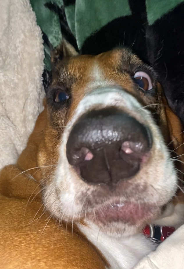 I love him so much but he REAKS 😭 #basset #bassethound #bassethoundsoftiktok #bassethoundpuppy #hound #hounddog #hounds 