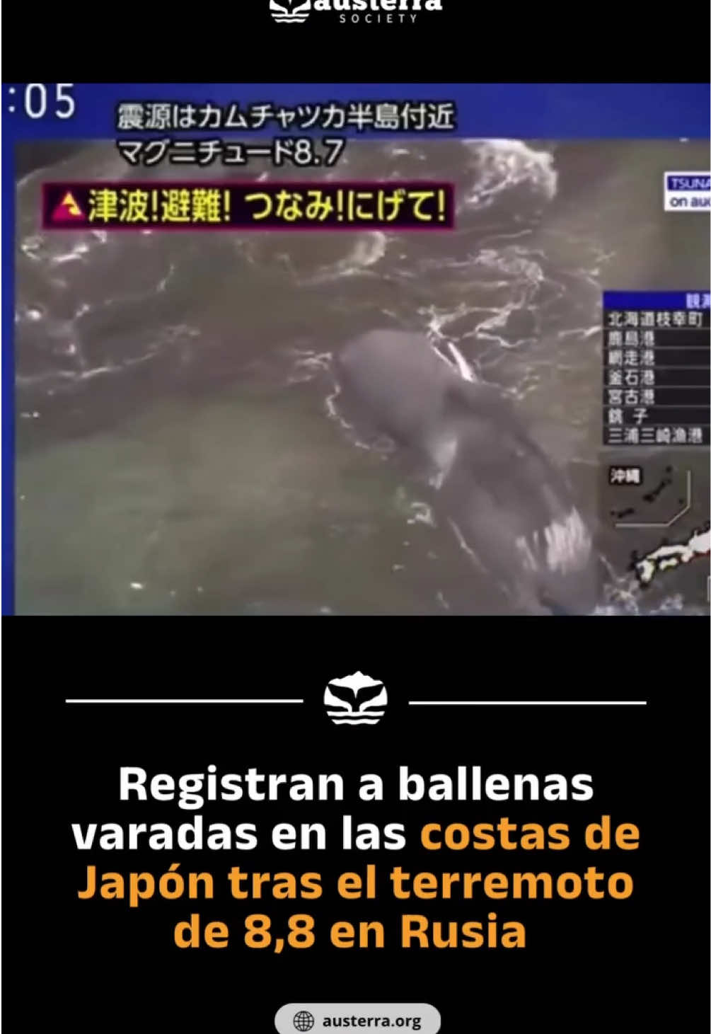 Registran a ballenas varadas en las costas de Japón tras el terremoto de 8,8 en Rusia  Tres ballenas fueron halladas varadas en la costa de Chiba, Japón, en un hecho que ha generado preocupación y conmoción. El suceso se registró pocas horas después de que un terremoto de magnitud 8,8 sacudiera el noreste de Rusia, desencadenando una alerta de tsunami en varias zonas del Pacífico asiático. 🌊🐋 Aunque aún no se confirma una relación directa entre el sismo y el varamiento, este tipo de coincidencias ha sido estudiado por científicos en distintas partes del mundo, ya que los cetáceos son extremadamente sensibles a las vibraciones submarinas y cambios abruptos en su entorno. #Austerra #noticias #internacional #japon #ballenas #naturaleza #terremoto #tsunami #rusia #sociedadnaturalista