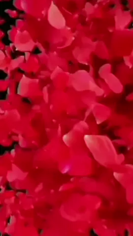 ❤️🙏 udah Le Jaunga Tujhe Main Doli Mein ❤️Don’t Underview##growmyaccount##foryoupage##foryou##mdjalal786