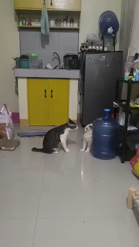JO ANOOOO??? #cat #catsoftiktok #fyp #foryoupage 