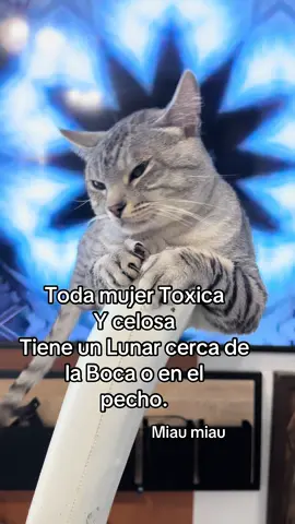 Miau miau #cat #catsoftiktok #cats #catlover #pets #PetsOfTikTok #kitty #paws #gatos #gatitos_haciendo_cosas #