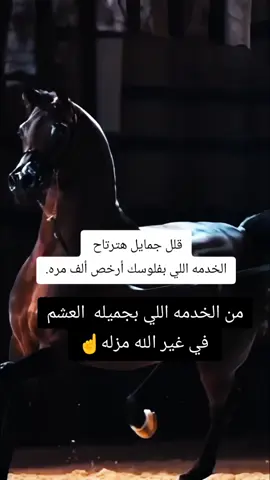 #خيل_وخياله🐎  #خيل_حصان_فرس_مهره_خيول_امهار_العا  #المصمم_بوهيبه🎬بوهيبه🎵 #مجرد________ذووووووق🎶🎵💞  #اقتباسات_عبارات_خواطر🖤🦋 