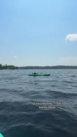 we’ll be here! #lake #lakeday #Summer #fyp #viral @reese :) 