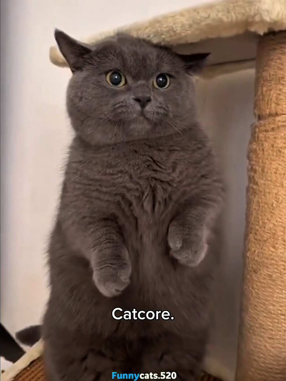 Sneaking up behind the Cat 2.0 🤣🤣 #catsoftiktok #cats #funnycat #fyp #cutecat 