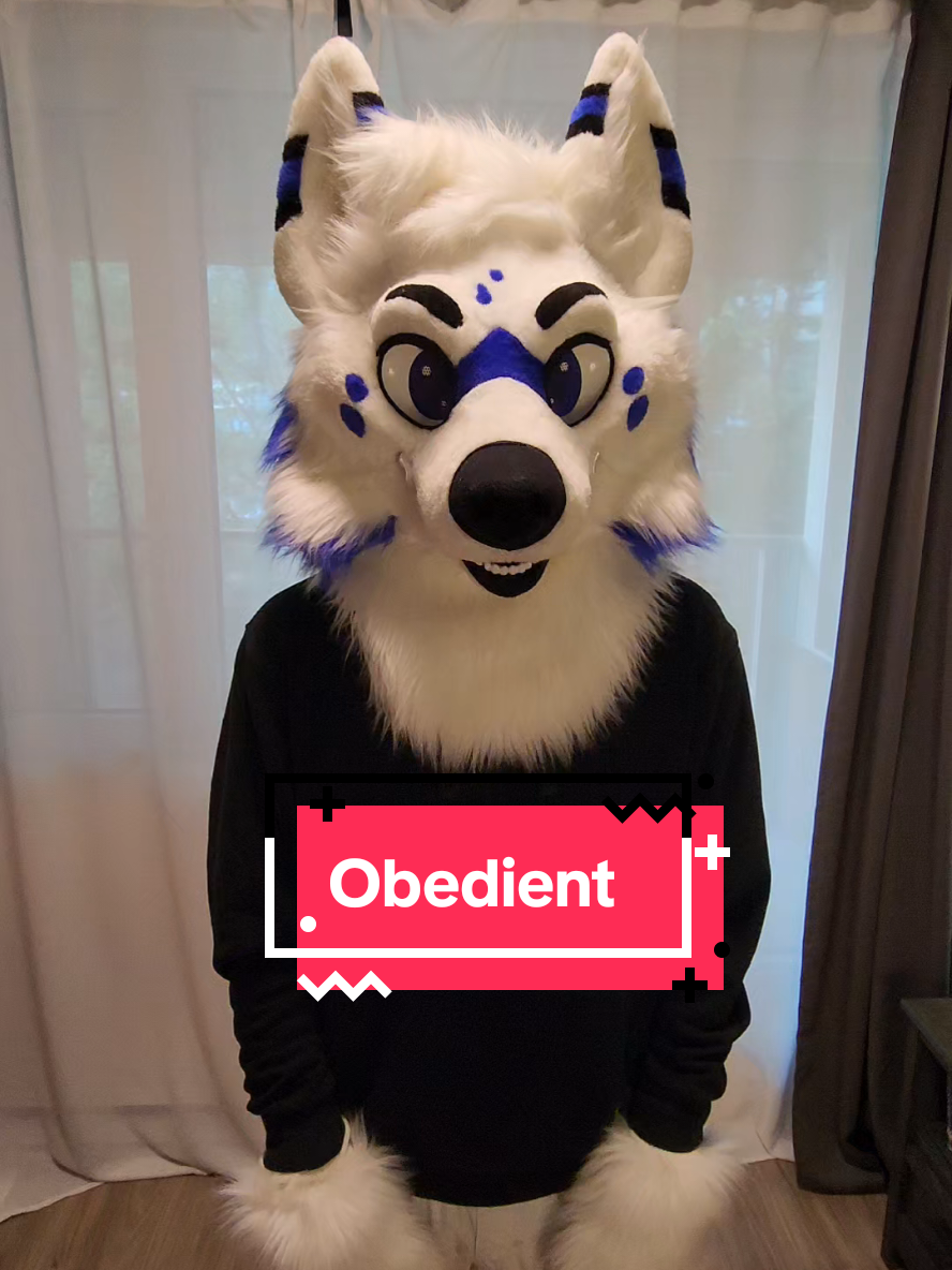 such an obedient puppy @Nox📦 🔜 CanFURence 2025  #furrytiktok #fursuiter #furry #furryfandom #furr #fyp #furrycommunity 