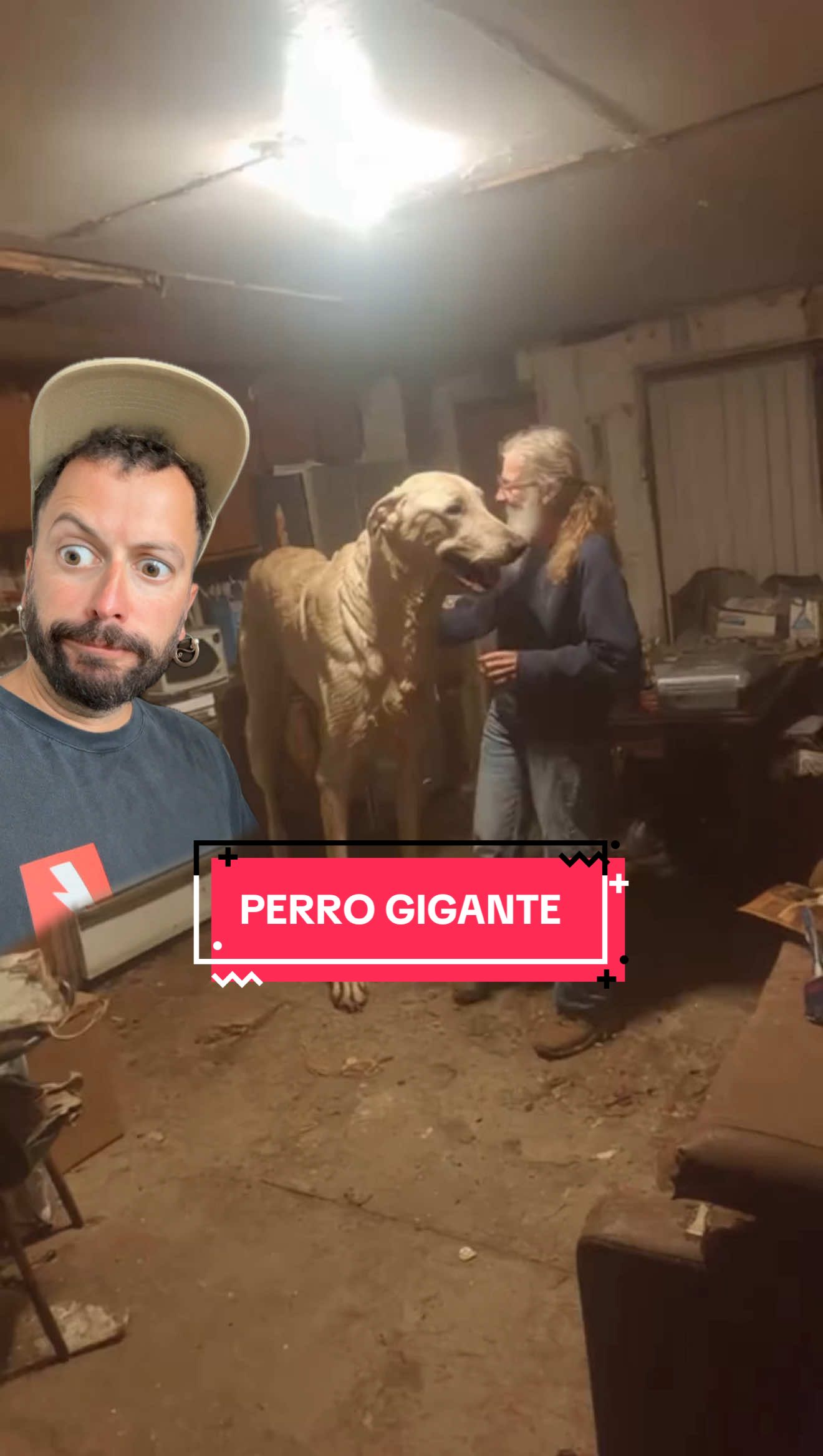 ¿Qué raza de perro es esta? Dios mío 