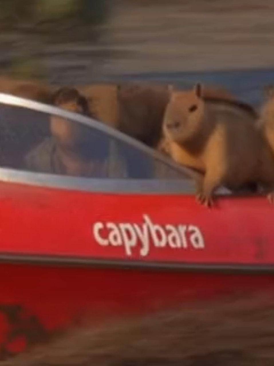 #ai #capybara #funny #fyp #viral  Capybaras casually riding a boat.