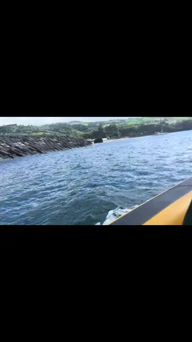 #dolphins #wild #ocean #Azores #saomiguel 
