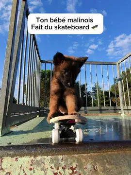 Mon bébé malinois fait du skateboard 🛹 #baby #malinois #skateboard #fyp 