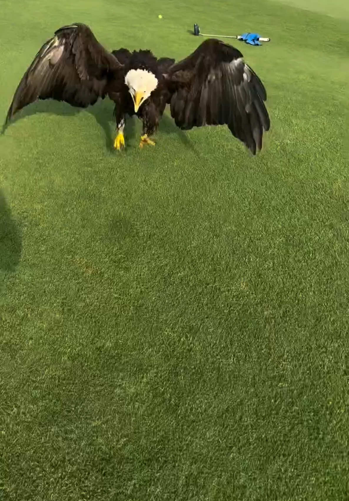 You get to put that hole down for eagle 👌 📷 - IG/ randywallace_srixon_golf #golfgods #eagle #golf 