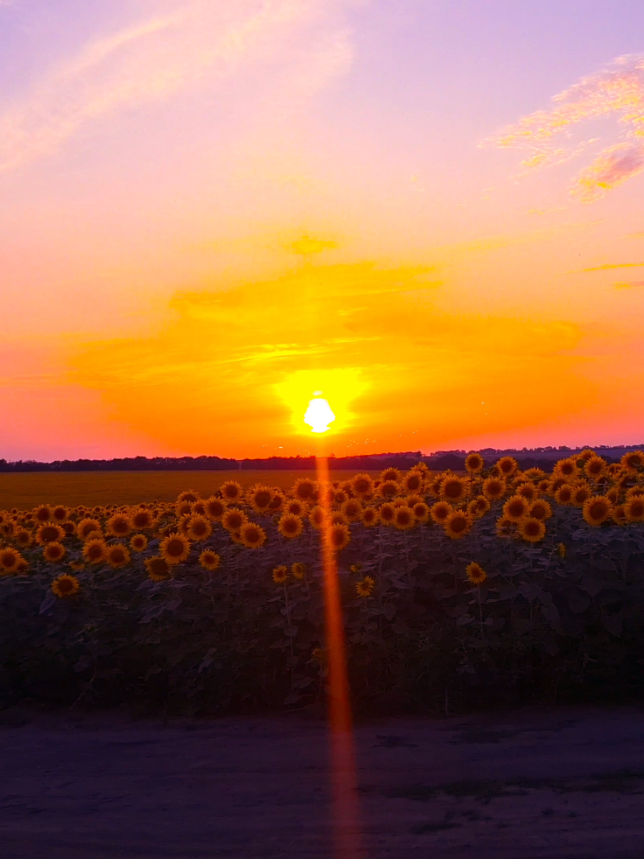 quiet evening and peaceful summer sunset  #real #fypシ゚ #vibes #рек #atmosphere #sunsetlover 