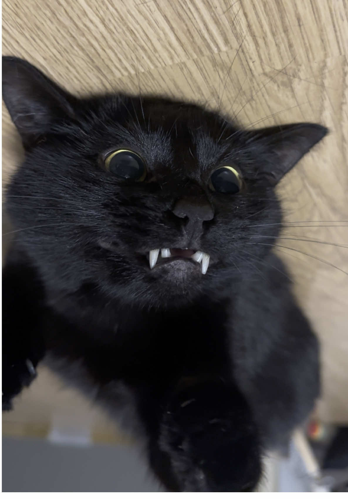 🦇🧛🏿‍♂️ #fyp #kikvikpik #PetsOfTikTok #blackcatsoftiktok #viralcatsoftiktok #blackpusei #harryandarchie #harrytheviralcat #blackcatharry #toothless #cutecats #harrythecat #vampirecat #vampiresdiaries #batcat #draculacat #harrytheviralface #harrythevampirecat #bach #blackcatsaregoodluck 
