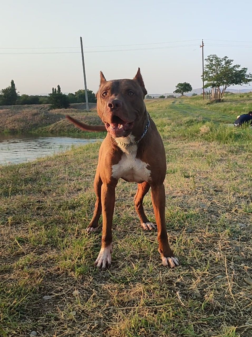 #foryou #pitbull 