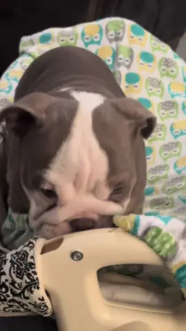 Loving and playing baby’s . Ready for new adventures. Who needs one. #wveyone #tiktok #available #englsihbulldogs #englishbulldogpuppy #englishbulldogsoftiktok❤️👑 #englishbulldogsoftiktok #englishbulddogavailable #frenchiesofinstagram #englishbulldoglover #englishbulldoglife #bigropefrenchbulldog #englishbulldoglover #englishbulldoglife #bigropefrenchbulldog #englishbulldoglife🐶❤️ #englishbulldogs #englishbulldogsoftiktok❤️ #englishbulldogsofinstagram #englishbulldogswordwide #englishbulldogforadoption #englishbulldogspuppies #englishbulddogsforsale 