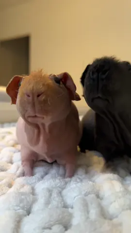 #guineapig #skinnypig #morskeprasiatko #hairlessguineapig 