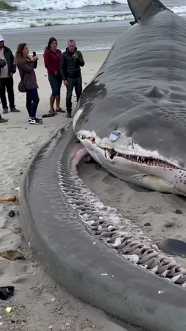 Shocking Amateur Footage Of An Unknown Alienlike Creature Washed Up On The Shores Of Norway. Experts Believe This Is Some Type of Hybrid Creature. #discovery #shocking #oceanmystery #oceanmonster 