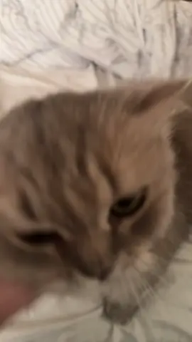 The cutest cat nephew ever! #catsoftiktok #cats #catlover #cuteanimals #tiktok #scottishfold 