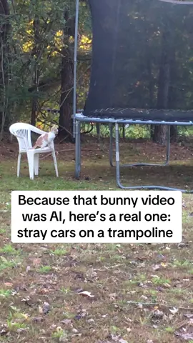 Little babies 🥹 old video from 2018. #bunny #cat #car #ai #fypシ #fyp 