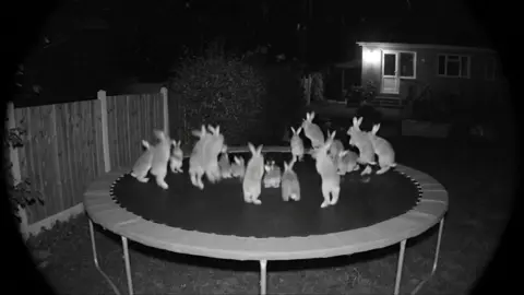 Follow for more🔥, I just checked the home security cam and caught these guys on my trampoline... glad they're enjoying! LOL @Ring #bunny #ringdoorbell #ring #bunnies #trampoline
