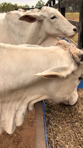 #nafazenda #🌾🌾🌾 #fyp #🚜 #paraguay🇵🇾 #brasil🇧🇷 #argentina🇦🇷 #bolivia🇧🇴 #creatorsearchinsights #creatorrevolution #creator #foryoupage #nelore #agro #agroetop #texas #🐮 #cawboy 