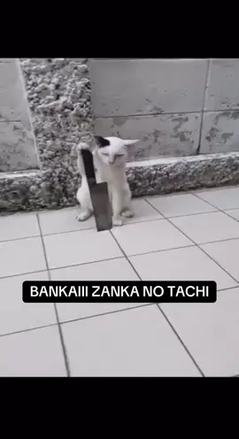 🔥#cat #BANKAI #bleach 