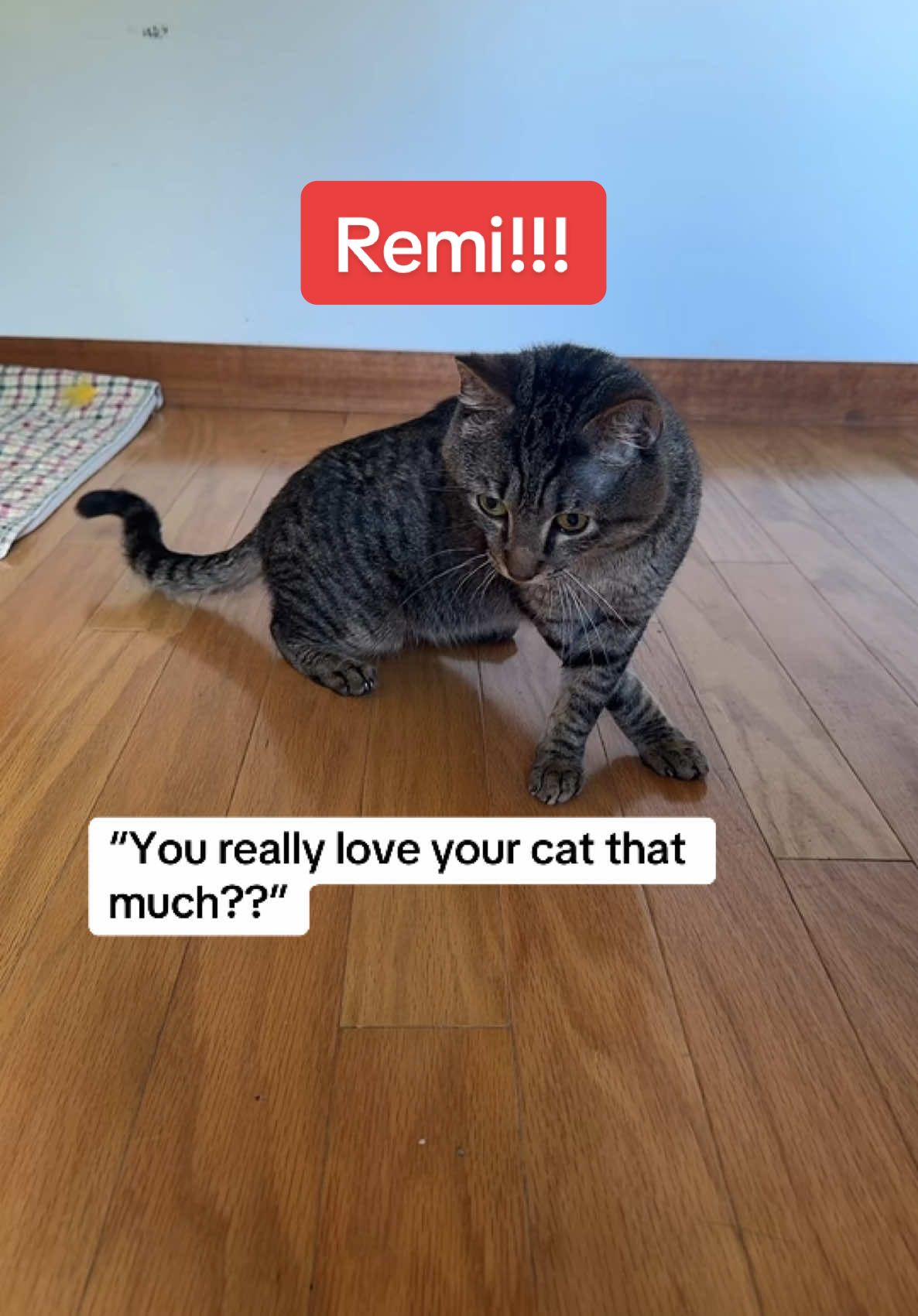 Anyone with an FIP cat knows the bond you have with them when you spend every waking minute with your cat begging for them to not die. Begging for them to get better. Praying for a miracle. And the feeling you get when your cat is cured. The overwhelming happiness you get when you realize you have more days with your cat. He’ll love me for the rest of his life and i’ll love him for the rest of mine. Remi has a special place in my heart and i will be devastated when something happens to him#greenscreenvideo #fipwarrior #fipcat #fip #felineinfectiousperitonitis #fipwarrioroftiktok #fipwarriors #remi #saveremi #fentysuperbrandday #swiftie #catsoftiktok #cats #cat #kittensoftiktok #gracieabrams #iloveyouimsorry 