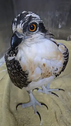 #osprey #ospreyrehabilitation #floridawildlife #wildliferehab #floridawildmammalassociation 